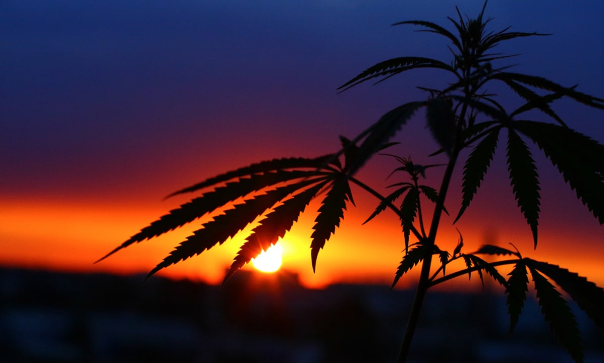 大麻